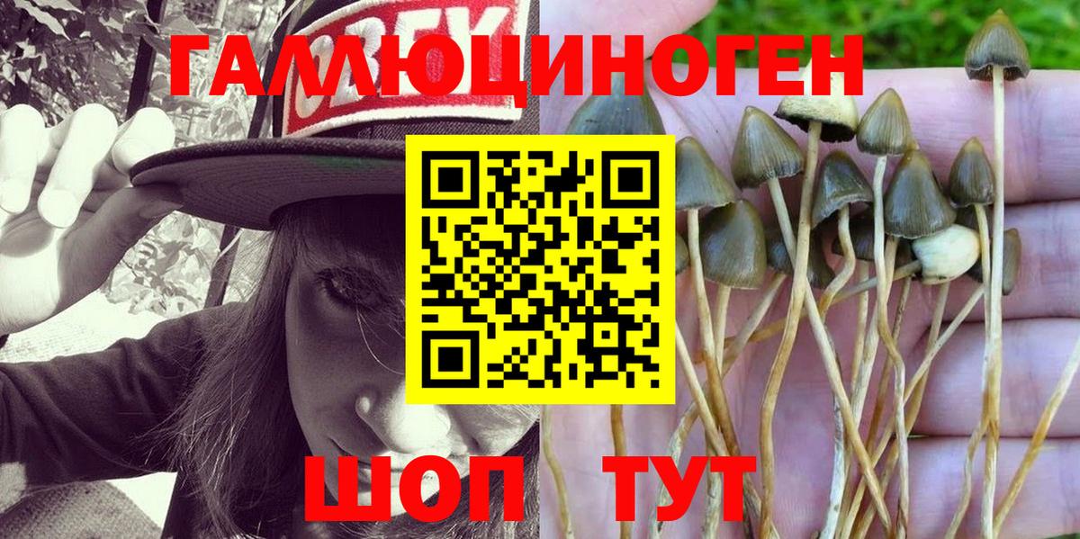 Псилоцибиновые грибы Psilocybe Щёлково